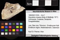 Foto (Objket + Etiketten) von Discutiolira moesica (Muţiu & Bădăluţă, 1971) 